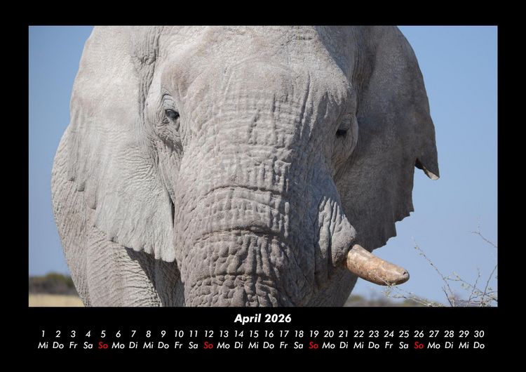 Produktbild: Elefanten - Die sanften Riesen Afrikas 2026 Fotokalender DIN A3