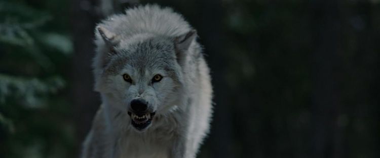 Produktbild: Out Come The Wolves - Wir sind die Beute
