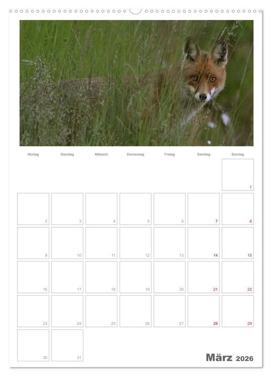 Produktbild: Rehe & Co / Planer (Wandkalender 2026 DIN A2 hoch), CALVENDO Monatskalender