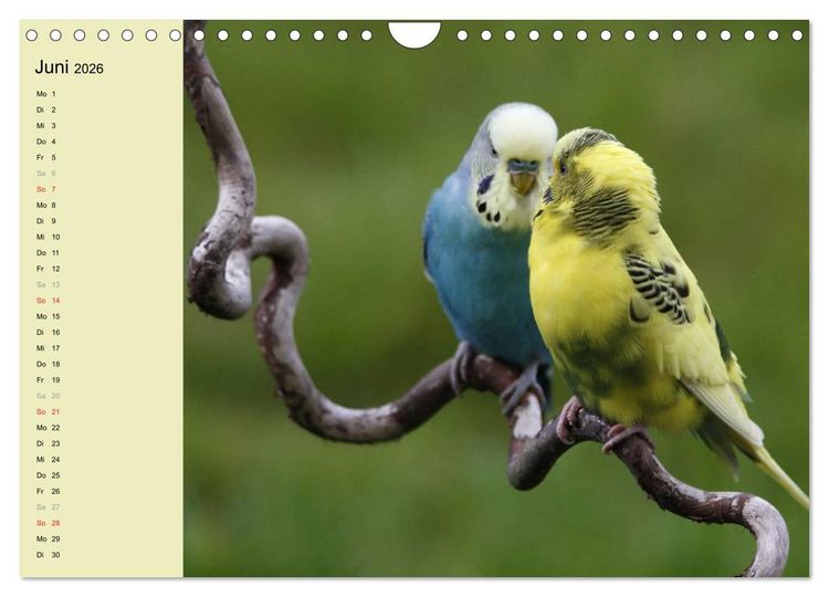 Produktbild: Terminplaner Wellensittiche (Wandkalender 2026 DIN A4 quer), CALVENDO Monatskalender
