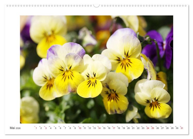 Produktbild: Veilchengew&auml;chse - Stiefm&uuml;tterchen und Hornveilchen (Wandkalender 2026 DIN A2 quer), CALVENDO Monatskalender