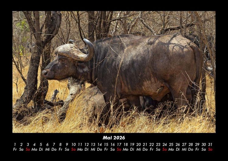 Produktbild: Welt der Tiere 2026 Fotokalender DIN A3