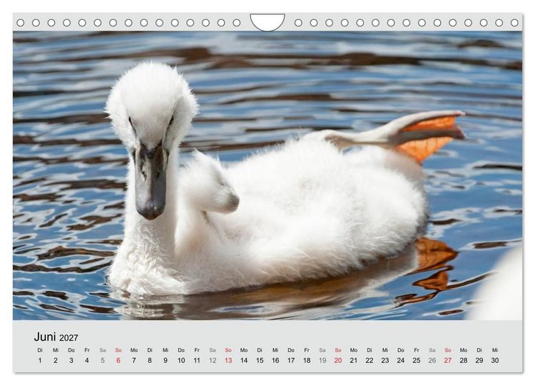 Produktbild: Mit dem Schwan durchs Jahr 2027 (Wandkalender 2027 DIN A4 quer), CALVENDO Monatskalender