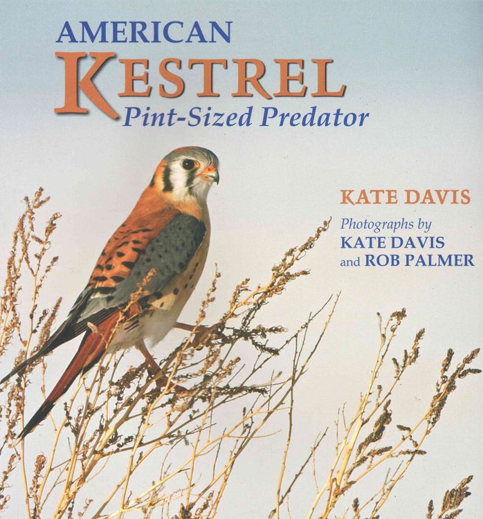 Produktbild: American Kestrel