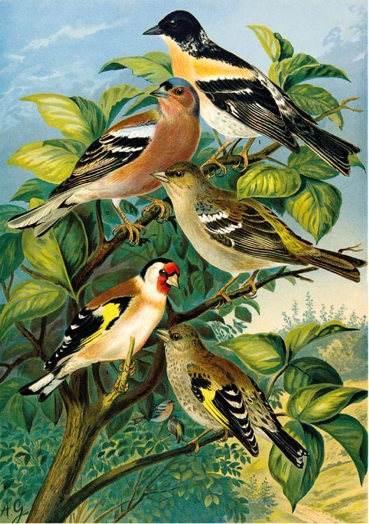 Produktbild: Johann Friedrich Naumann &ndash; Die V&ouml;gel Mitteleuropas