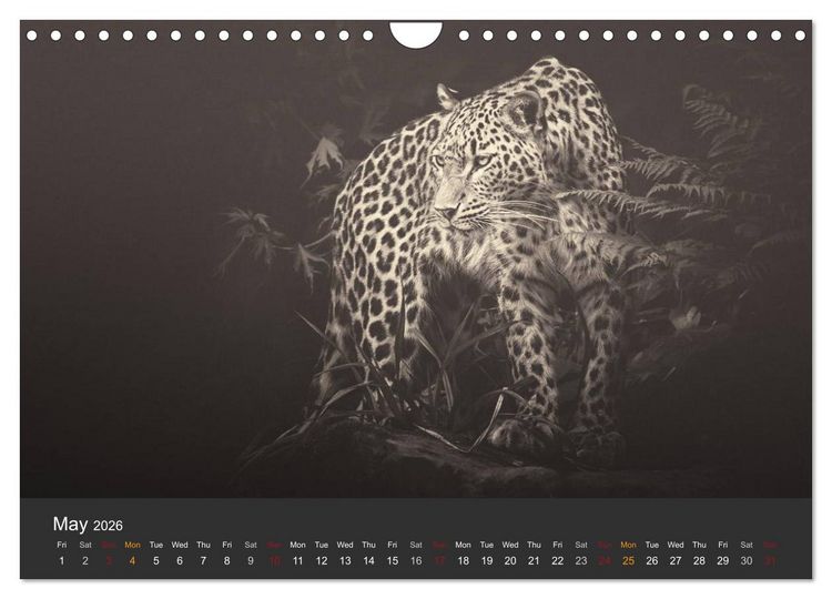 Produktbild: African Souls African animals with soul (Wall Calendar 2026 DIN A4 landscape), CALVENDO 12 Month Wall Calendar