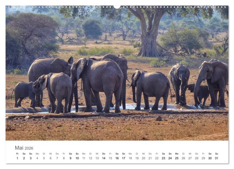Produktbild: Afrika - Tiere im Kr&uuml;ger Nationalpark (hochwertiger Premium Wandkalender 2026 DIN A2 quer), Kunstdruck in Hochglanz