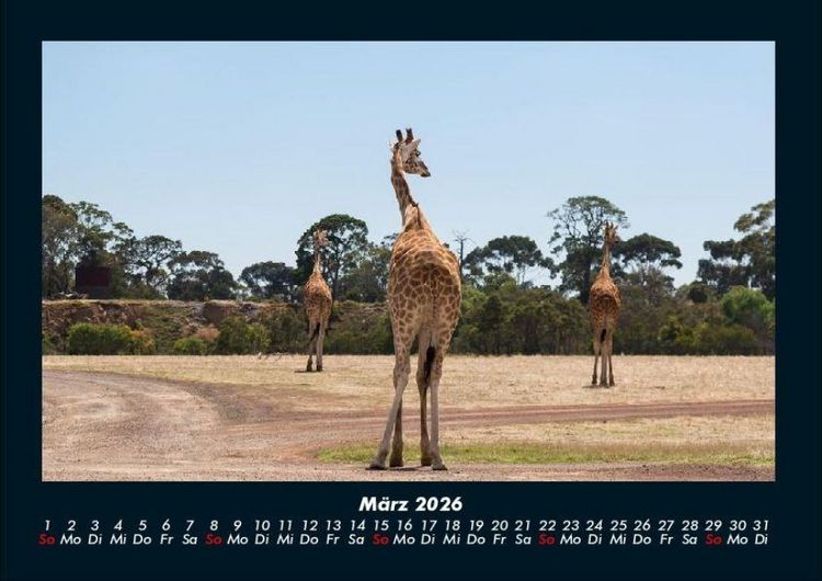 Produktbild: Giraffen 2026 Fotokalender DIN A4