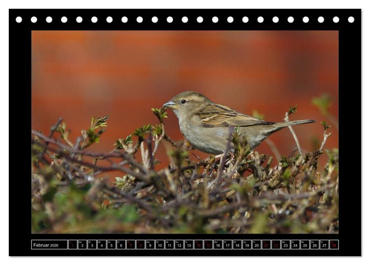 Produktbild: Niederrheinische Vogelwelt (Tischkalender 2026 DIN A5 quer), CALVENDO Monatskalender