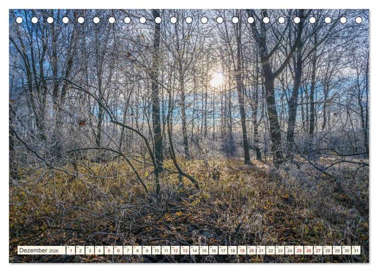 Produktbild: Im Zauber der W&auml;lder (Tischkalender 2026 DIN A5 quer), CALVENDO Monatskalender