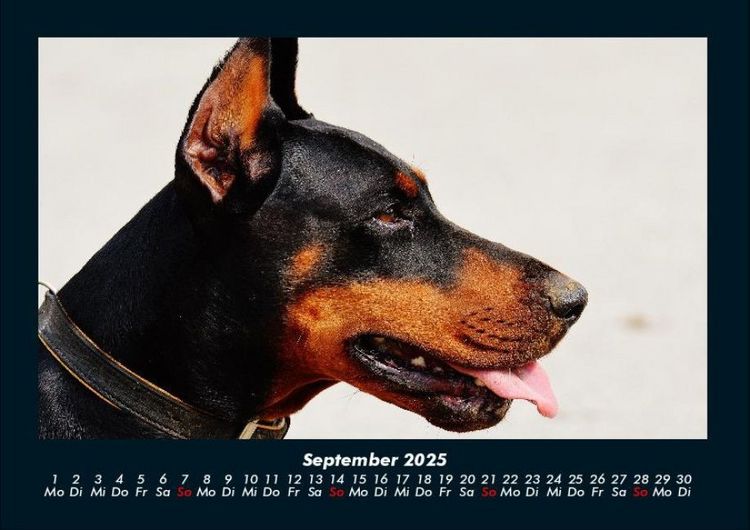 Produktbild: Hundezauber 2025 Fotokalender DIN A4