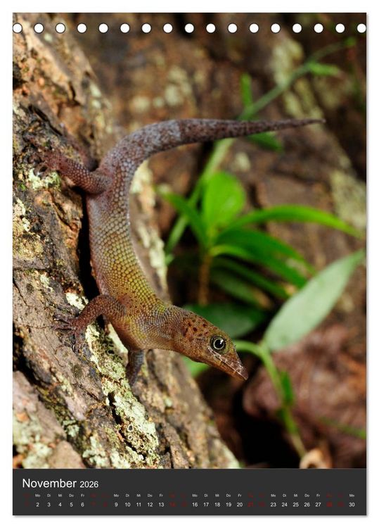 Produktbild: GECKOS (Tischkalender 2026 DIN A5 hoch), CALVENDO Monatskalender