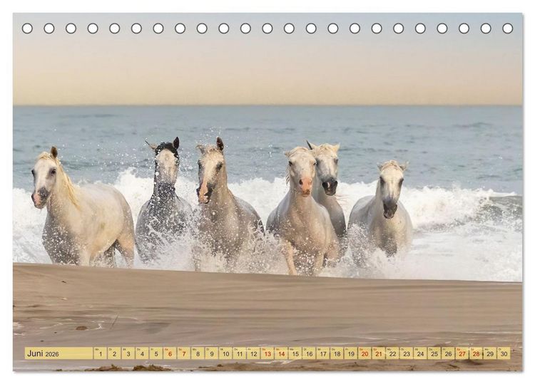 Produktbild: Die wilden Pferde der Camargue (Tischkalender 2026 DIN A5 quer), CALVENDO Monatskalender