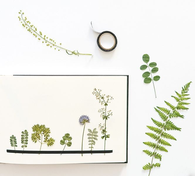 Produktbild: Veilchen, Farn & Ringelblumen