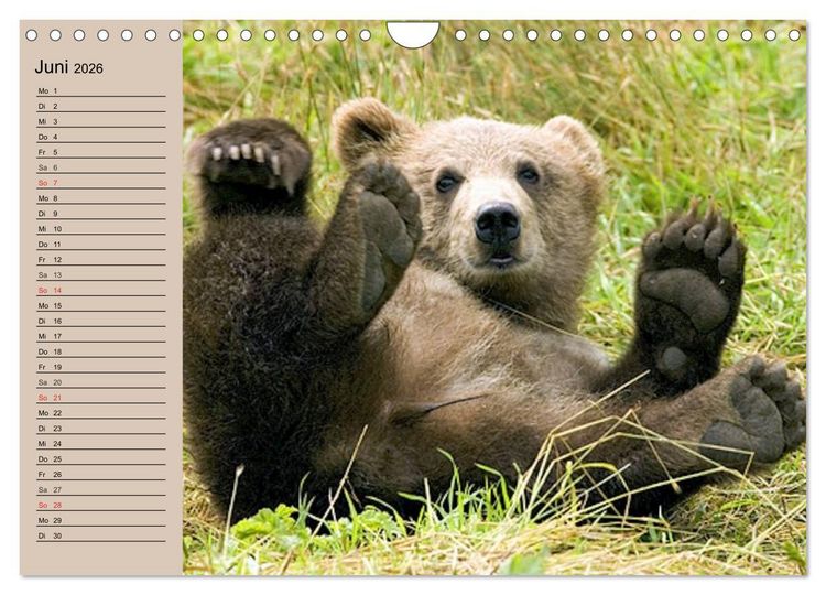 Produktbild: B&auml;ren. Unterwegs mit Meister Petz (Wandkalender 2026 DIN A4 quer), CALVENDO Monatskalender