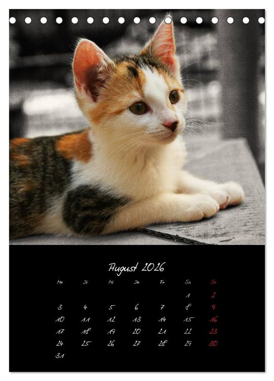 Produktbild: Katzenalltag 2026 (Tischkalender 2026 DIN A5 hoch), CALVENDO Monatskalender