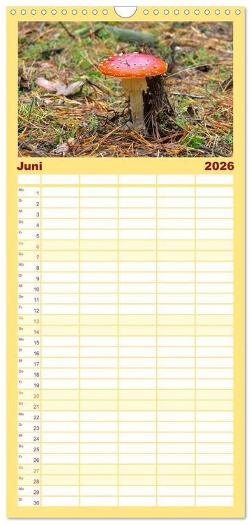 Produktbild: Familienplaner 2026 - Heimische Pilze mit 5 Spalten (Wandkalender, 21 x 45 cm) CALVENDO