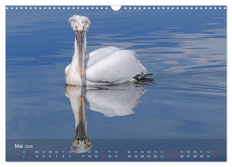 Produktbild: Pelikan-Kalender (Wandkalender 2026 DIN A3 quer), CALVENDO Monatskalender