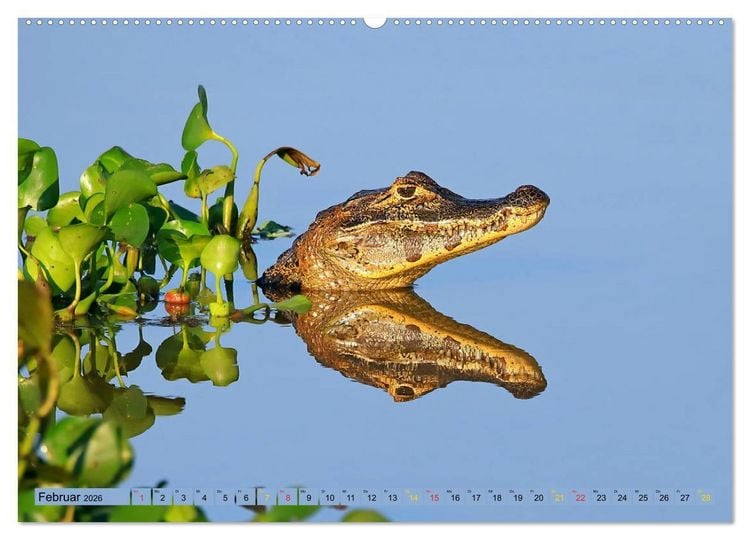 Produktbild: Krokodile in der Wildnis (hochwertiger Premium Wandkalender 2026 DIN A2 quer), Kunstdruck in Hochglanz