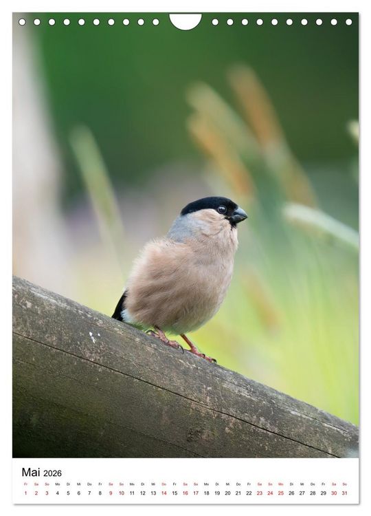 Produktbild: Heimische V&ouml;gel in Ihren G&auml;rten (Wandkalender 2026 DIN A4 hoch), CALVENDO Monatskalender