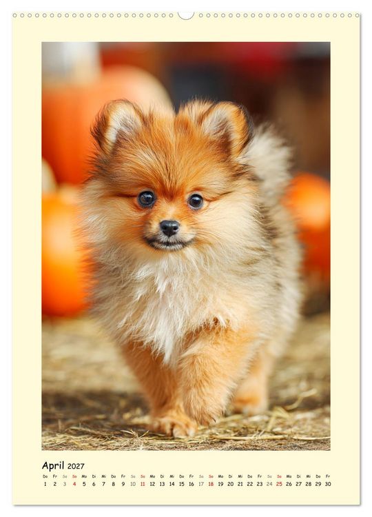 Produktbild: Der Pomeranian. Putziger Zwergspitz zum Verlieben (Wandkalender 2027 DIN A2 hoch), CALVENDO Monatskalender