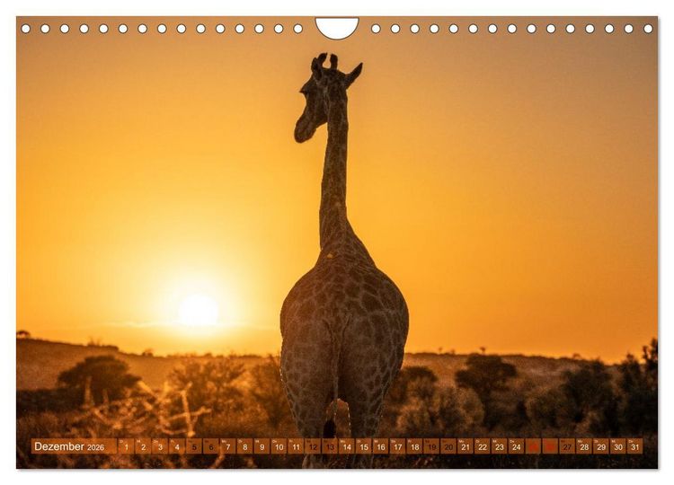 Produktbild: Das s&uuml;dliche Afrika 2026 (Wandkalender 2026 DIN A4 quer), CALVENDO Monatskalender