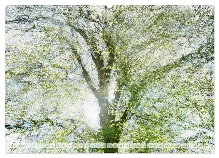 Produktbild: Vielfalt der B&auml;ume - variety of trees (hochwertiger Premium Wandkalender 2026 DIN A2 quer), Kunstdruck in Hochglanz