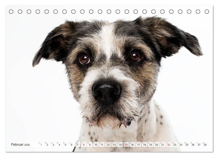 Produktbild: Kleine Hunde - Gro&szlig;e Blicke (Tischkalender 2026 DIN A5 quer), CALVENDO Monatskalender
