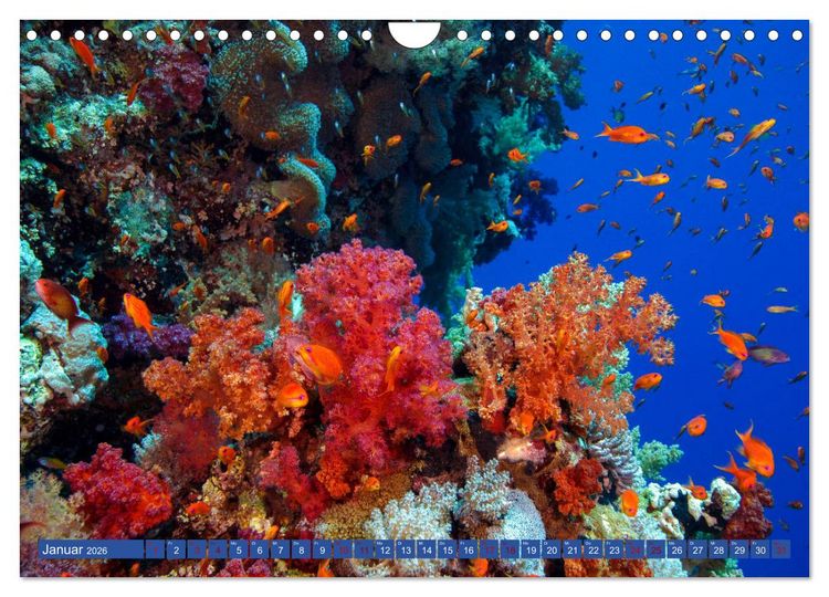 Produktbild: Farbenfrohes Meer (Wandkalender 2026 DIN A4 quer), CALVENDO Monatskalender