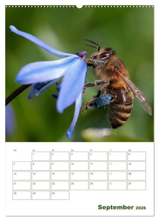 Produktbild: Bienen-Terminplaner 2026 (Wandkalender 2026 DIN A2 hoch), CALVENDO Monatskalender