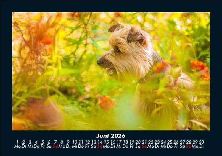 Produktbild: Blumentr&auml;ume 2026 Fotokalender DIN A5