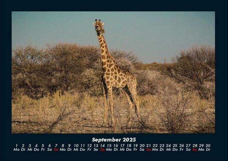 Produktbild: Giraffen 2025 Fotokalender DIN A4