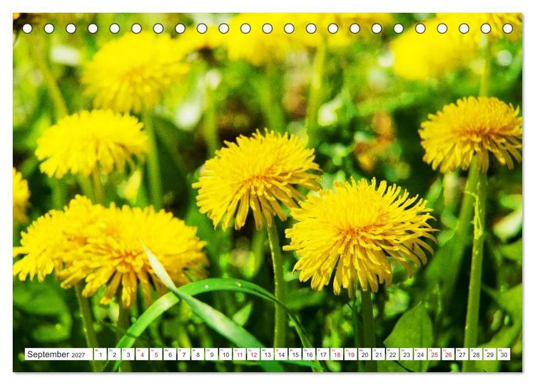 Produktbild: Gute Laune - L&ouml;wenzahn (Tischkalender 2027 DIN A5 quer), CALVENDO Monatskalender