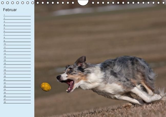 Produktbild: Der Border Collie Geburtstagskalender (Wandkalender immerw&auml;hrend DIN A4 quer)