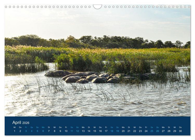 Produktbild: Nilpferde, Kolosse in Afrika (Wandkalender 2026 DIN A3 quer), CALVENDO Monatskalender