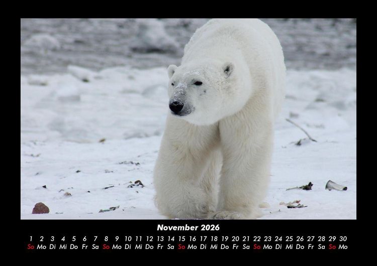 Produktbild: Pinguine & Eisb&auml;ren 2026 Fotokalender DIN A3