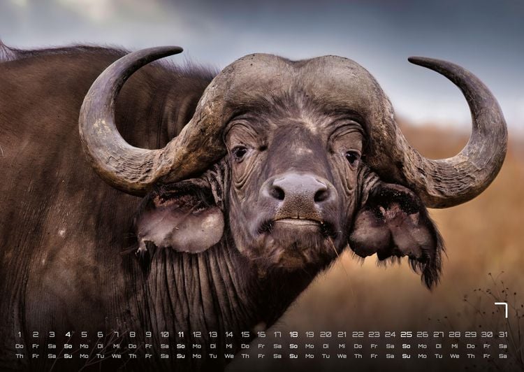 Produktbild: Afrikas Tierwelt - Der Tierkalender - 2027 - Kalender DIN A2