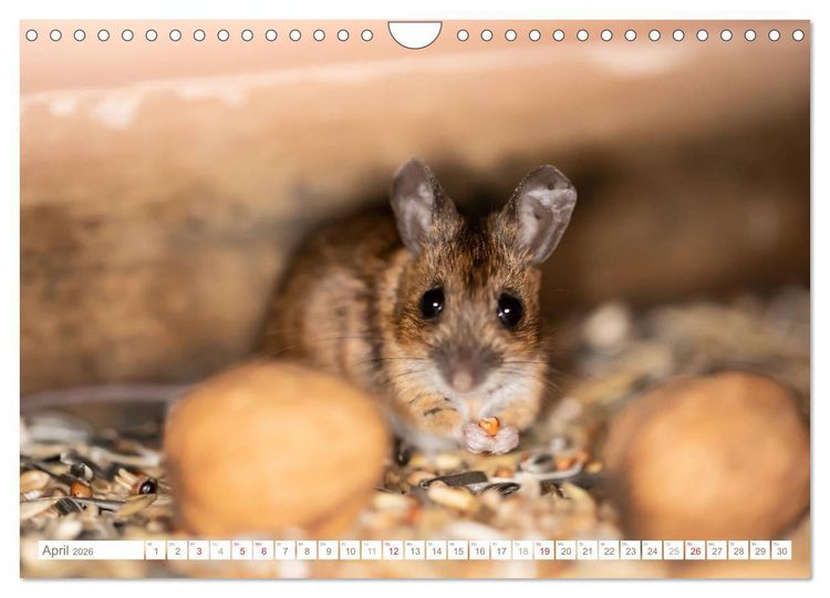 Produktbild: Die Maus im Vogelhaus (Wandkalender 2026 DIN A4 quer), CALVENDO Monatskalender