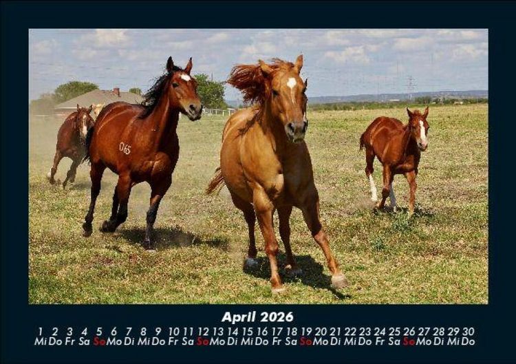 Produktbild: Pferdegefl&uuml;ster 2026 Fotokalender DIN A5