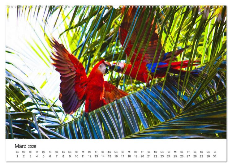 Produktbild: Costa Rica - exotische Tierwelt und unber&uuml;hrte Natur (Wandkalender 2026 DIN A2 quer), CALVENDO Monatskalender