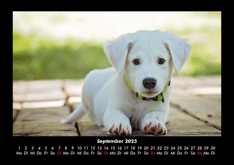 Produktbild: Welpen 2025 Fotokalender DIN A3