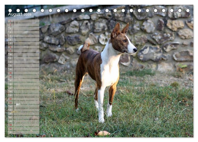Produktbild: Basenji, der Kongo-Terrier (Tischkalender 2026 DIN A5 quer), CALVENDO Monatskalender