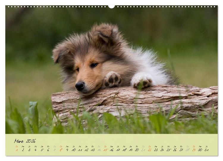 Produktbild: Collie Welpen zum Verlieben (Wandkalender 2026 DIN A2 quer), CALVENDO Monatskalender