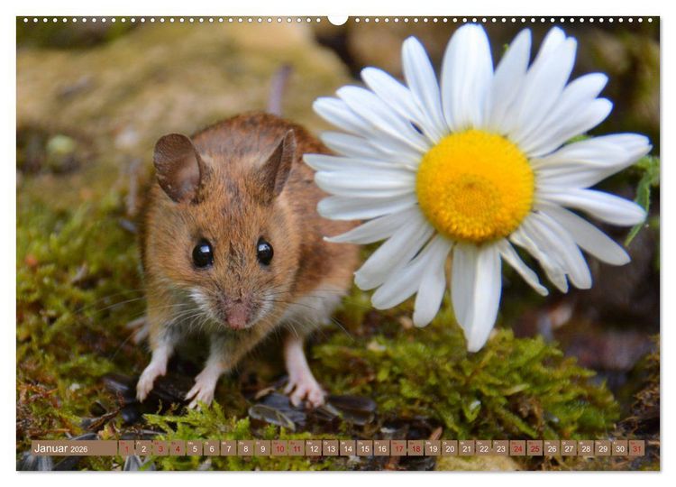 Produktbild: Gr&uuml;sse von der Maus! (hochwertiger Premium Wandkalender 2026 DIN A2 quer), Kunstdruck in Hochglanz