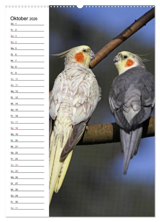 Produktbild: Der Nymphensittich-Terminplaner (hochwertiger Premium Wandkalender 2026 DIN A2 hoch), Kunstdruck in Hochglanz