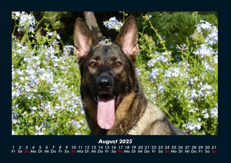 Produktbild: Der Hundekalender 2025 Fotokalender DIN A4