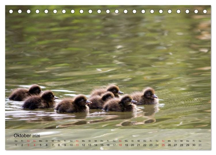 Produktbild: G&auml;nse und Enten. Schnattern, watscheln, quaken! (Tischkalender 2026 DIN A5 quer), CALVENDO Monatskalender