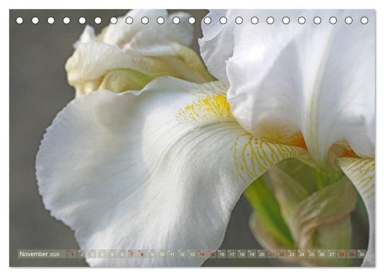 Produktbild: Iris - mond&auml;ne Gartensch&ouml;nheit (Tischkalender 2026 DIN A5 quer), CALVENDO Monatskalender
