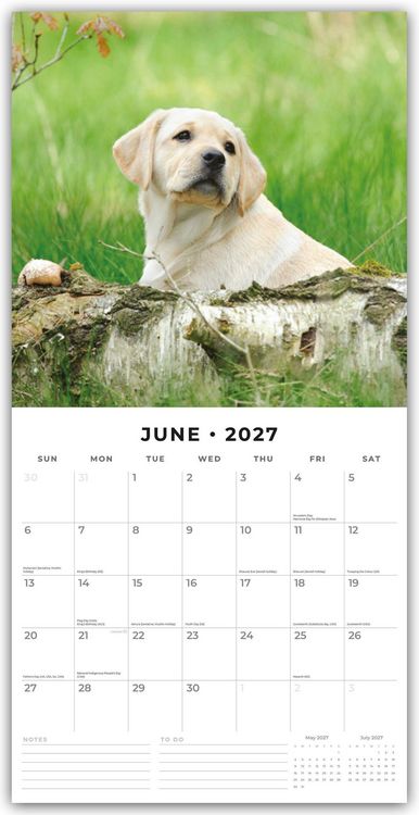 Produktbild: Yellow Labrador Retriever Puppies &ndash; Gelbe Labrador Retriever Welpen 2027 &ndash; 16-Monatskalender