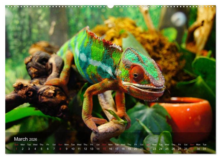 Produktbild: Reptiles Colorful beauties (High Quality Premium Wall Calendar 2026 DIN A2 landscape),CALVENDO 12 Month Wall Calendar